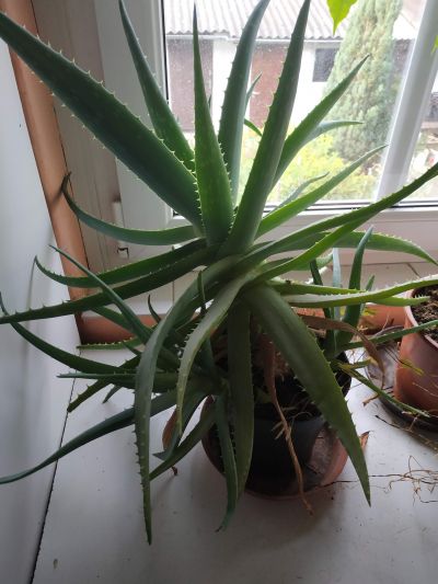 vzrostlou rostlinu  Aloe Vera