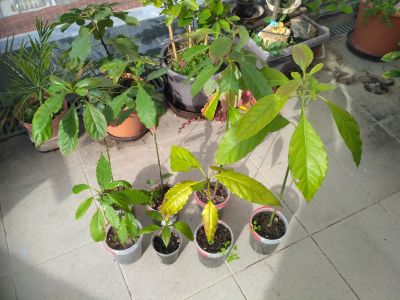 Avokádo - mladé rostlinky