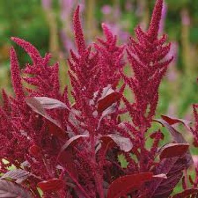 semena  amaranthus