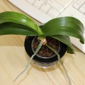  2 mini orchideje - phalaenopis