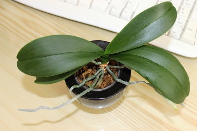  2 mini orchideje - phalaenopis