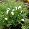 kala – Zantedeschia, letní, bíle kvetoucí, hlízy