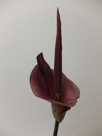 zmijovec, Amorphophallus rivieri, dceřiné až dvouleté hlízy