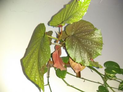 BEGONIA CORALLINA