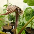 Arisaema fargesii, další hlízy