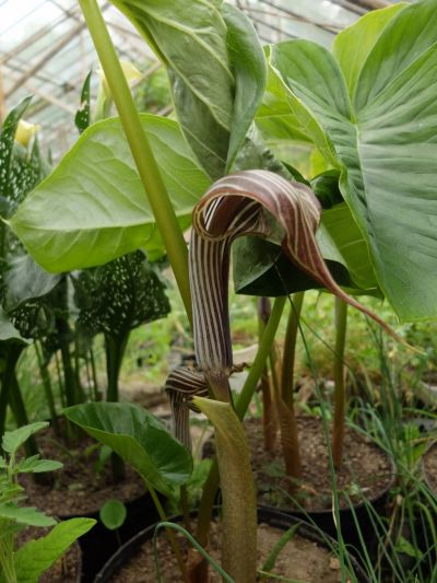 Arisaema fargesii, další hlízy