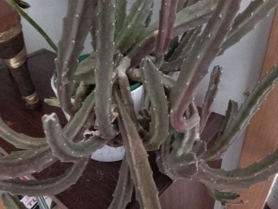 Kaktus - zakořeněná větvička