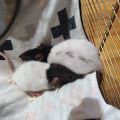 3 potkaní sestřičky 