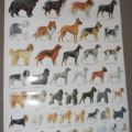 Laminovaný plakát - Oblíbená plemena psů z celého světa