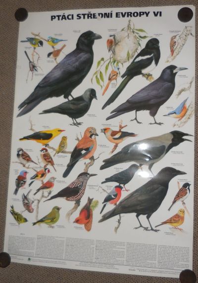 Laminovaný plakát Ptáci střední Evropy - další