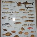 Laminovaný plakát - Mořské ryby a paryby