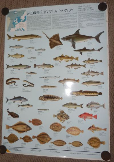 Laminovaný plakát - Mořské ryby a paryby