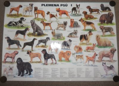 Laminovaný plakát - Plemena psů