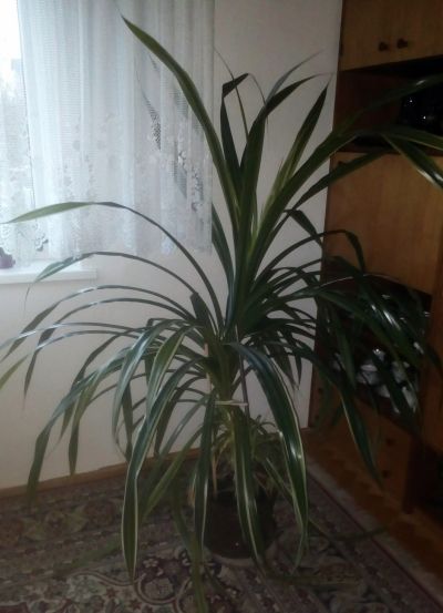 Daruji rostlinu, výška cca 170 cm