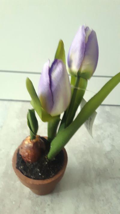 Kytka tulipány