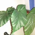 BEGONIA CORALLINA