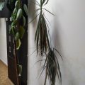 Květiny fíkus a dracena