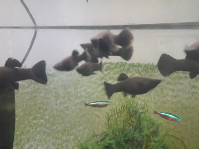 Černé rybičky Blackmolly