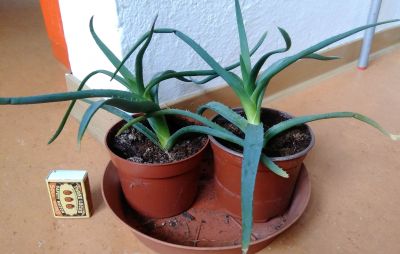 Aloe vera 2 rostlinky