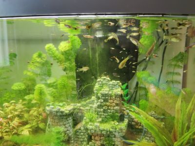 Akvarijní rybky - živorodky