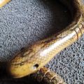 Dřevěný had