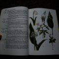Německá kniha o rostlinách