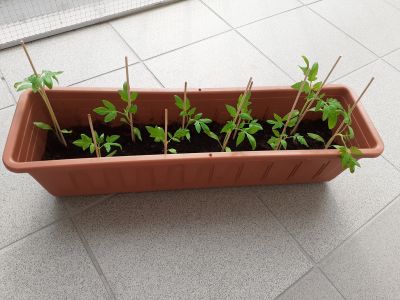 30 rostlin cherry rajčat