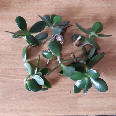 Tlustice - Crassula ovata