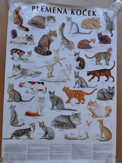 Plakát kočky