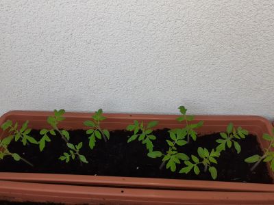 10 sazenic balkónových rajčat