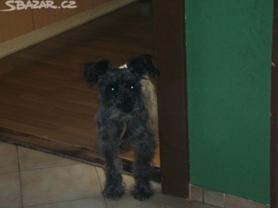 Darujeme Čistokrevnýho  pejska Trpaslíčího Knírače