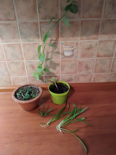 Pokojové rostliny