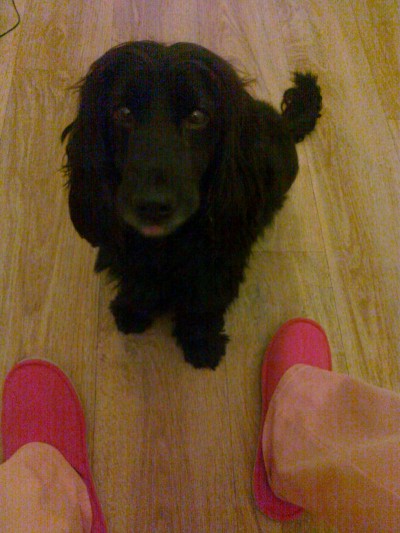 pejsek do dobrých rukou