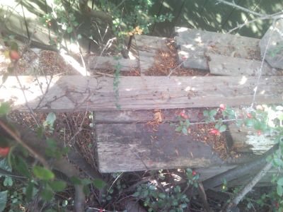 DARUJI DŘEVO, VĚTVE