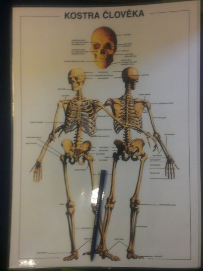 Plakát A3 lidské tělo - kostra