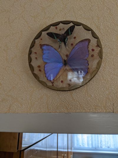 Motýly