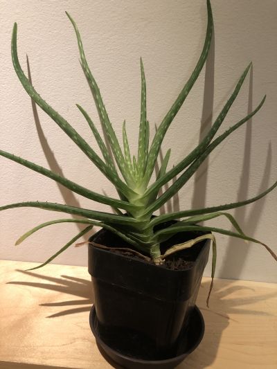 Aloe Vera roslina