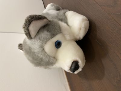 Pes Husky