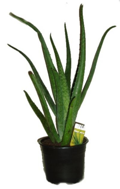 Rostlinku Aloe Vera (léčivou)