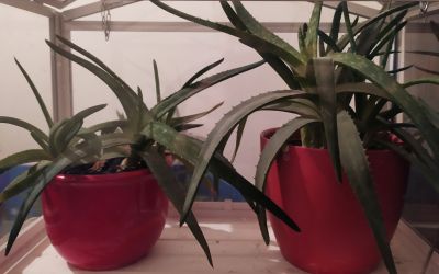 Aloe vera