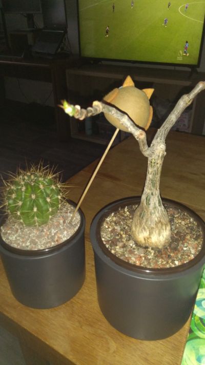 kaktus a zazimovany bonsaj