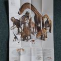 Rezervace -   Plakát dinosaurů