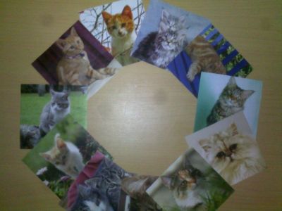 Obrázky koček