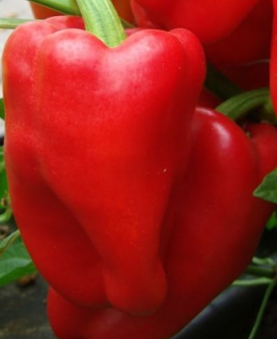 Paprika červená semena