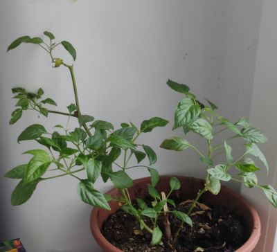 Rostlina 3 - nějaké chilli, už nevím jaké