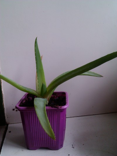 Pokojová rostlina - Aloe