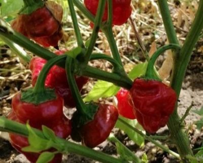 Jamaican red semena