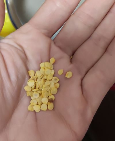 Mix všech možných semen paprik
