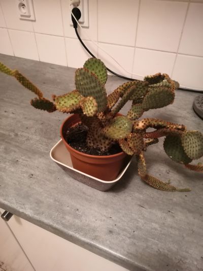 Kaktus k adopci