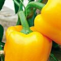 Semena žluté sladké papriky